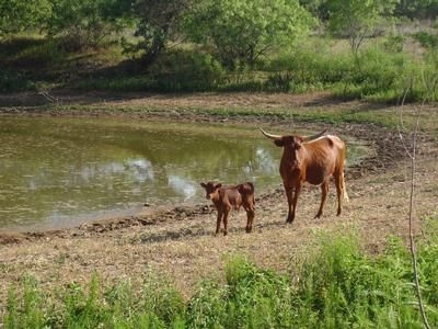Property in Wilson County, Texas