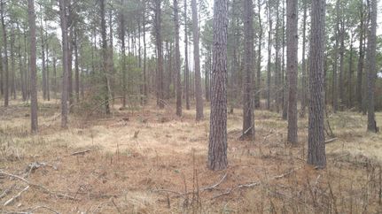 Timberland Property in Ouachita County, Arkansas