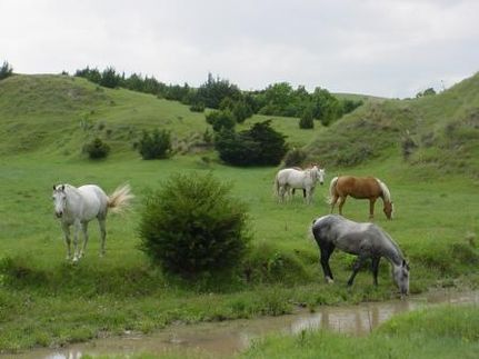 Farm Property in Dawson County, Nebraska