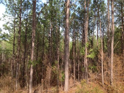 Timberland Property in Chilton County, Alabama