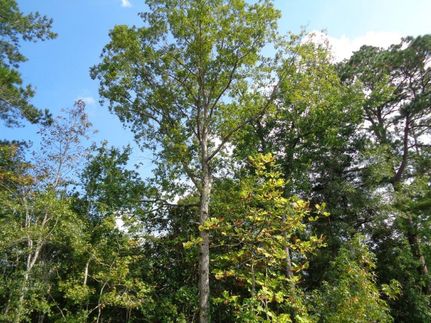 Timberland Property in Butler County, Alabama