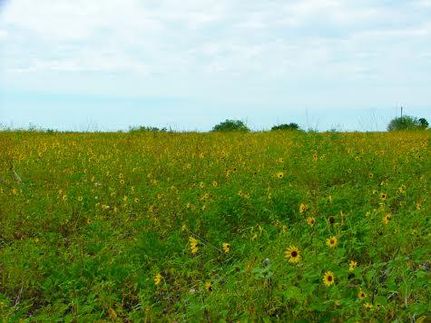 Ranch Property in Guadalupe County, Texas