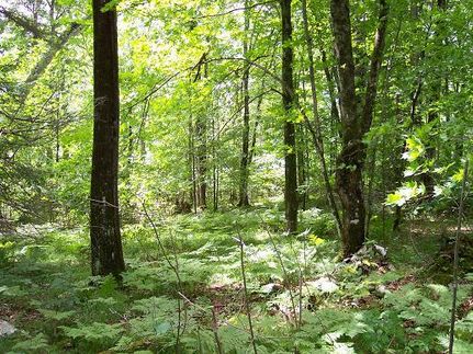 Farm Property in Oneida County, Wisconsin