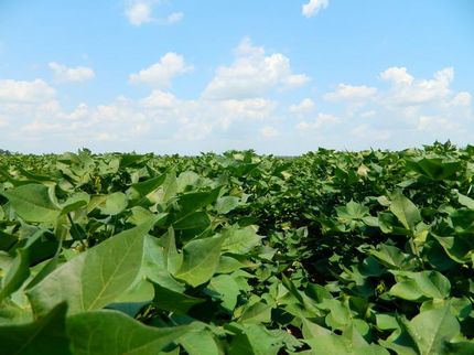 Ranch Property in Clay County, Arkansas