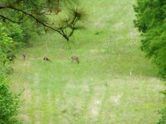 Farm Property in Polk County, Texas