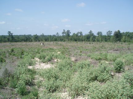 Ranch Property in Polk County, Texas