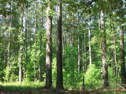Farm Property in Screven County, Georgia