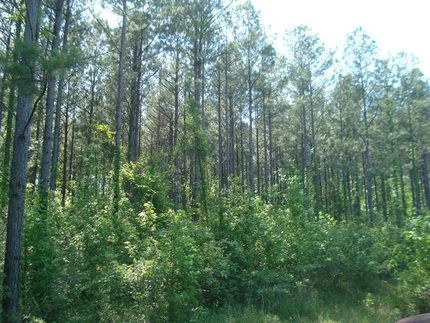 Farm Property in Perry County, Alabama