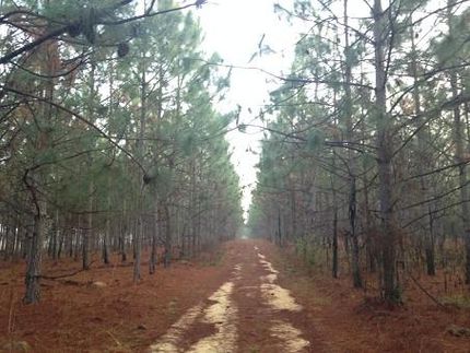 Ranch Property in Geneva County, Alabama