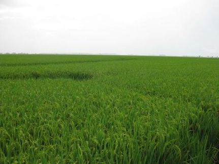 Ranch Property in Arkansas County, Arkansas