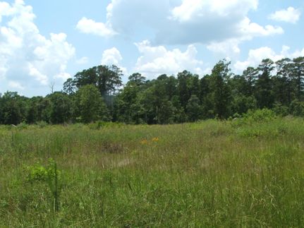 Ranch Property in Tyler County, Texas