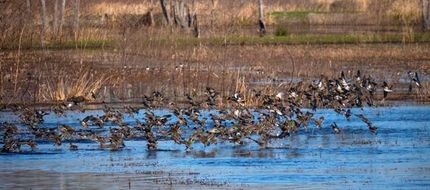 Ranch Property in Colleton County, South Carolina