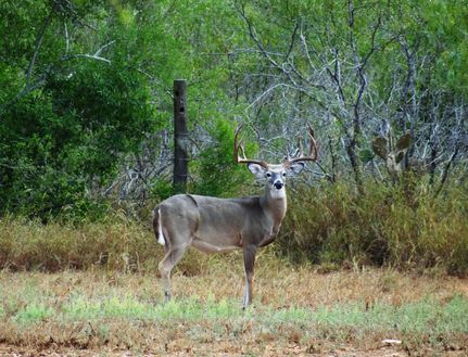 Farm Property in Duval County, Texas