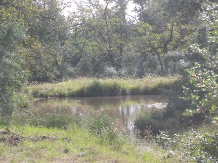 Ranch Property in Colorado County, Texas