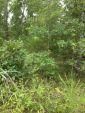 Ranch Property in Sharp County, Arkansas
