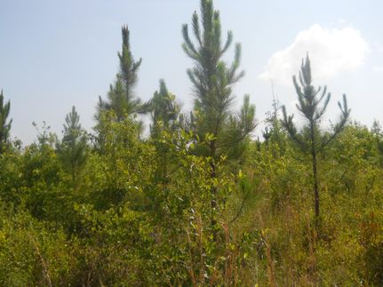 Farm Property in Baldwin County, Alabama