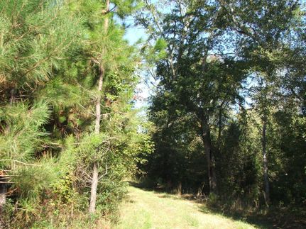 Undeveloped Land in Screven County, Georgia