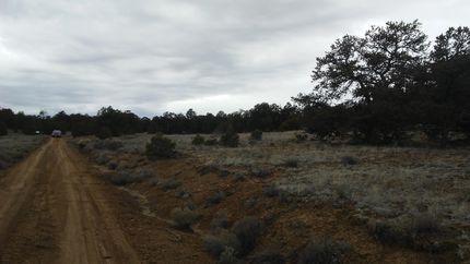 Timberland Property in Cibola County, New Mexico