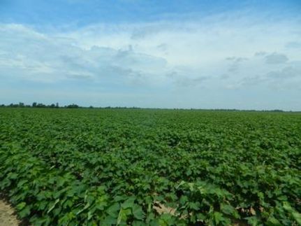 Farm Property in Dunklin County, Missouri