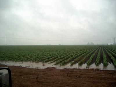 Farm Property in Wharton County, Texas