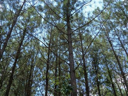 Ranch Property in Columbia County, Arkansas