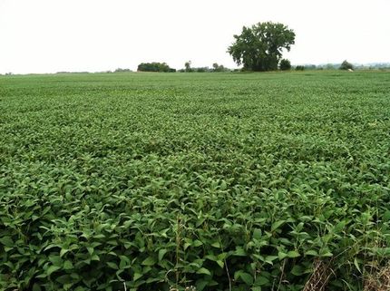 Farm Property in Lac qui Parle County, Minnesota