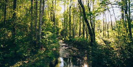 Timberland Property in Sequatchie County, Tennessee