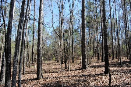 Undeveloped Land in Marengo County, Alabama