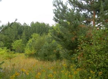 Timberland Property in Houghton County, Michigan