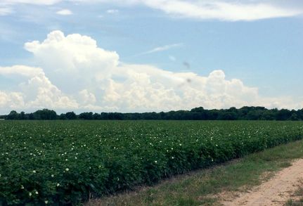 Farm Property in Wharton County, Texas