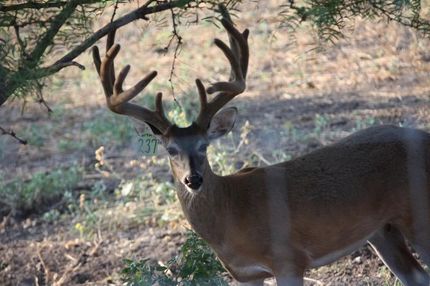 Property in Comanche County, Texas