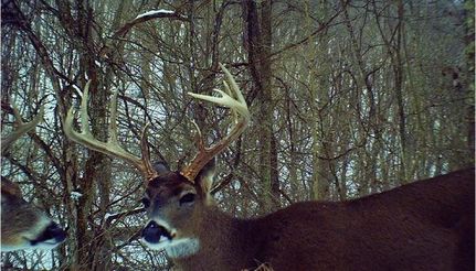 Ranch Property in Adams County, Ohio