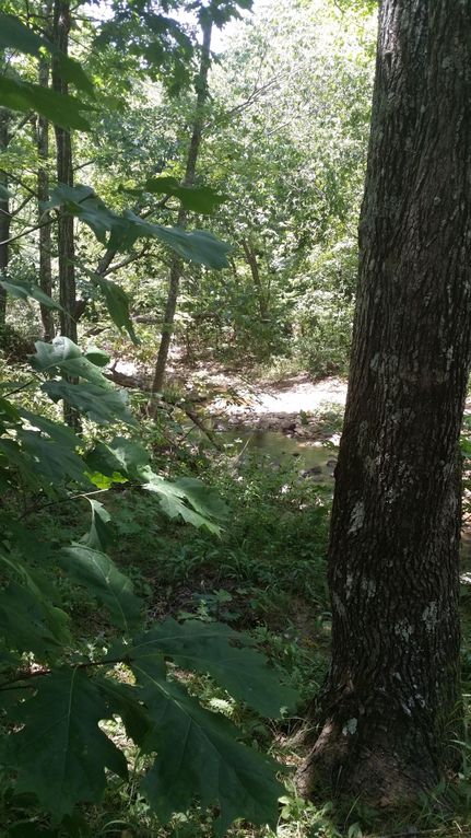Farm Property in Polk County, Arkansas