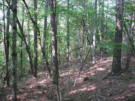 Farm Property in Washington County, Alabama