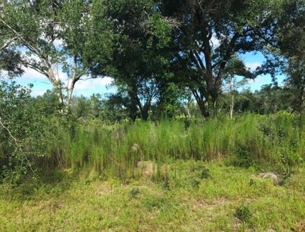 Undeveloped Land in Screven County, Georgia