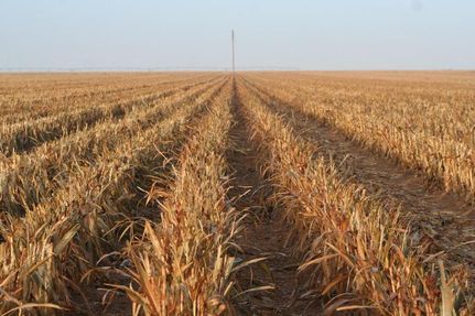 Farm Property in Hale County, Texas