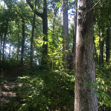 Farm Property in Haralson County, Georgia