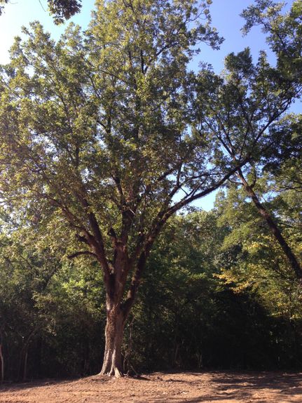 Farm Property in Bibb County, Alabama