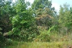 Farm Property in Wayne County, Tennessee