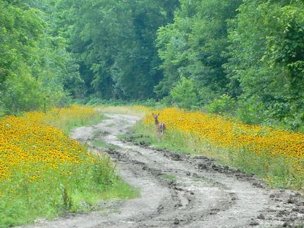 Farm Property in Red River County, Texas
