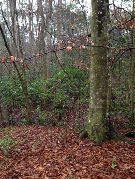 Farm Property in Gadsden County, Florida