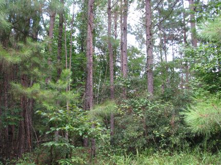 Farm Property in Wilcox County, Alabama
