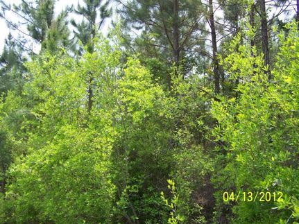 Property in Taylor County, Florida