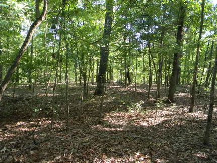 Farm Property in Ozark County, Missouri