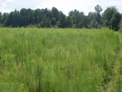 Farm Property in Bullock County, Alabama