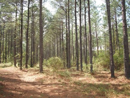 Property in Telfair County, Georgia