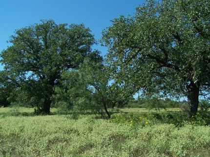 Farm Property in Mason County, Texas
