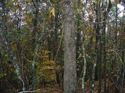 Farm Property in Tallapoosa County, Alabama