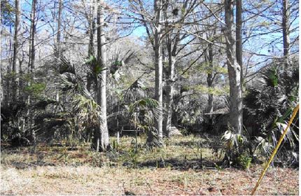 Farm Property in Levy County, Florida