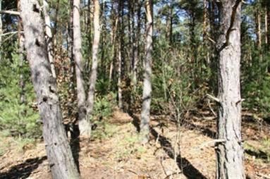 Ranch Property in Otsego County, Michigan